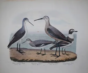 Alexander Wilson (1766-1813), Wilson's Phalarope Young